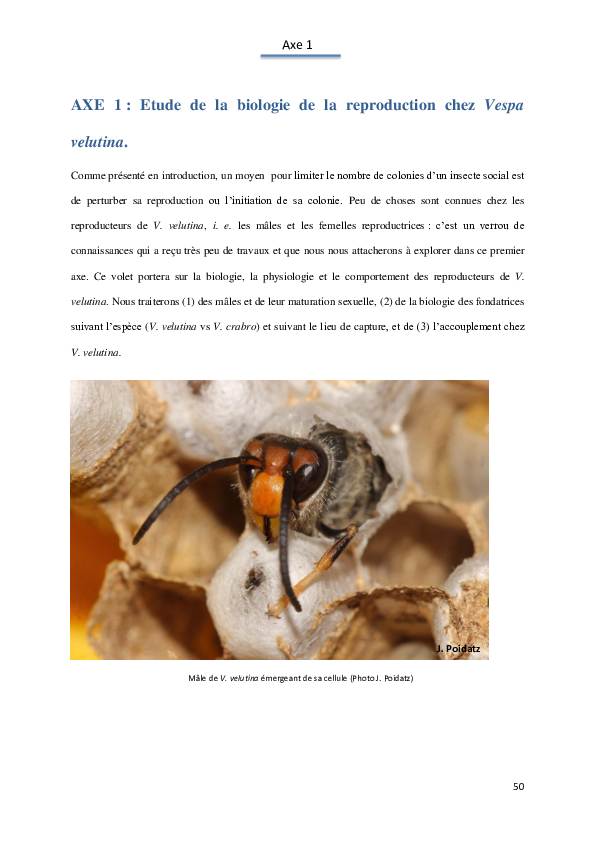Axe 1 : La biologie des reproducteurs de V. velutina