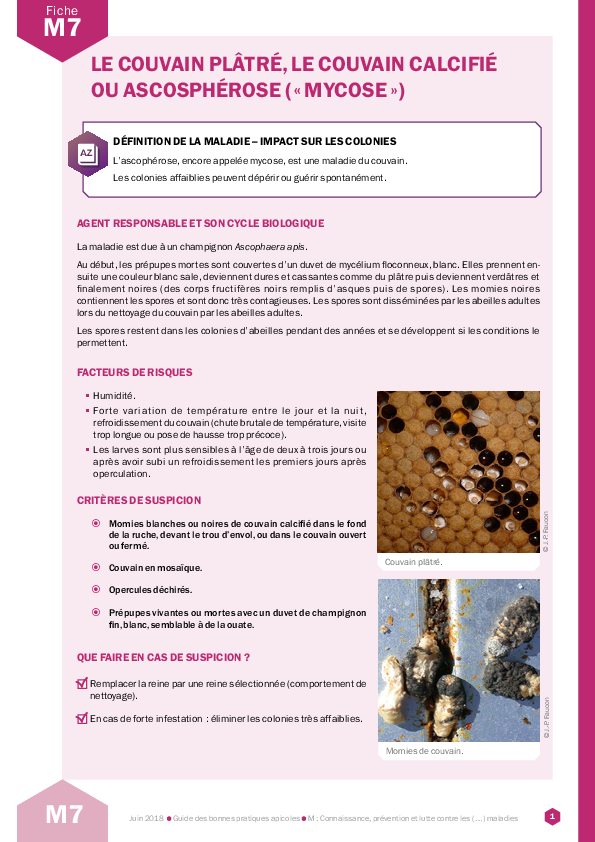 Le couvain plâtré, le couvain calcifié ou ascosphérose