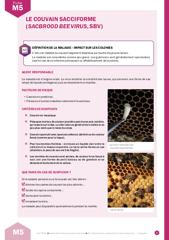 Le couvain sacciforme